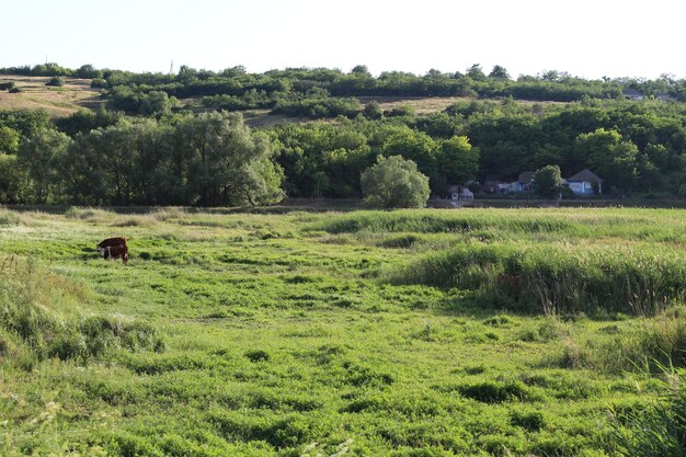 Un campo con una vaca en él