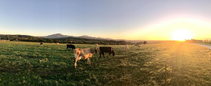 un campo con vacas y una puesta de sol en el fondo