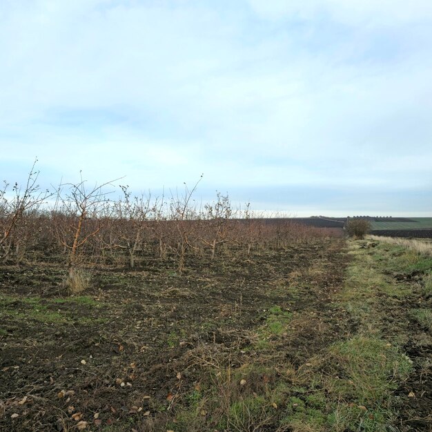 Un campo con una valla y árboles