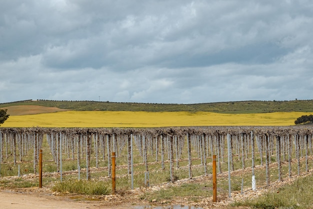 un campo con una valla que tiene un campo de flores amarillas en él