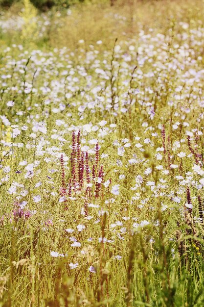 Campo con una variedad de flores, un filtro.