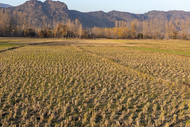 Campo vazio após a colheita de arroz no outono