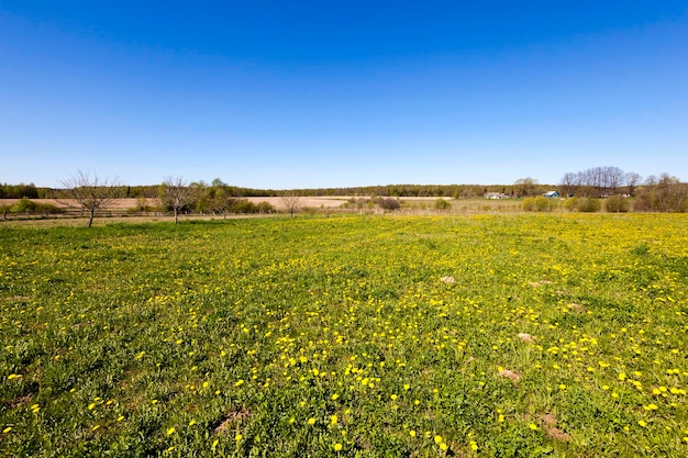 Campo de vegetación verde