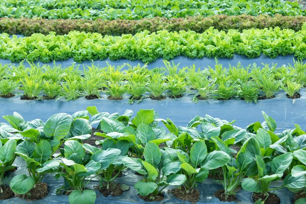 campo de vegetales con cubierta de plástico