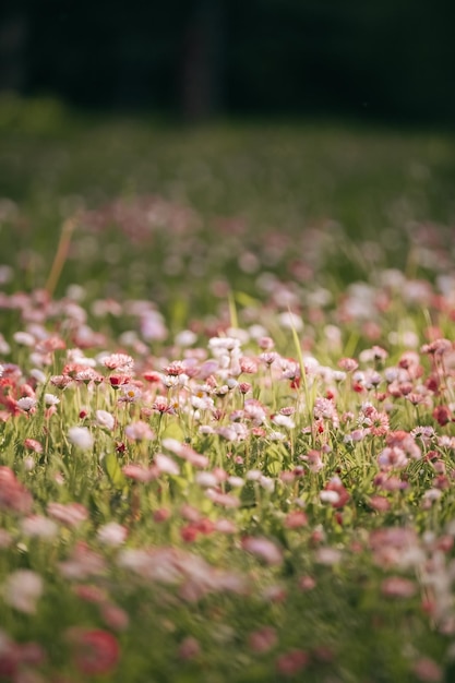 Campo de verano con coloridas margaritas y marguerites en un día de verano flores rosas y blancas