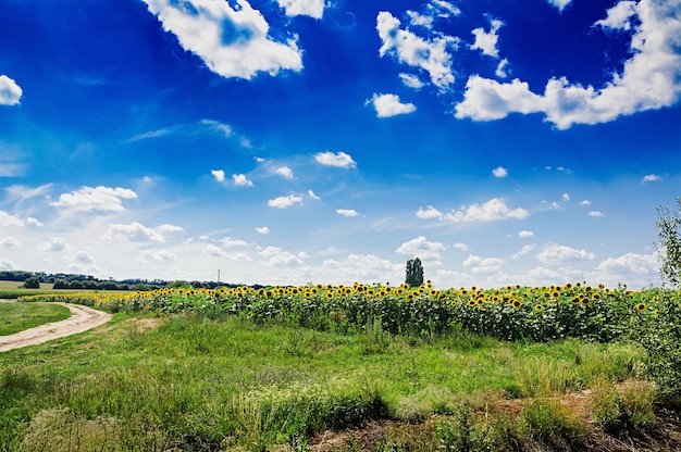 Campo de verano contra el cielo azul. Precioso paisaje.