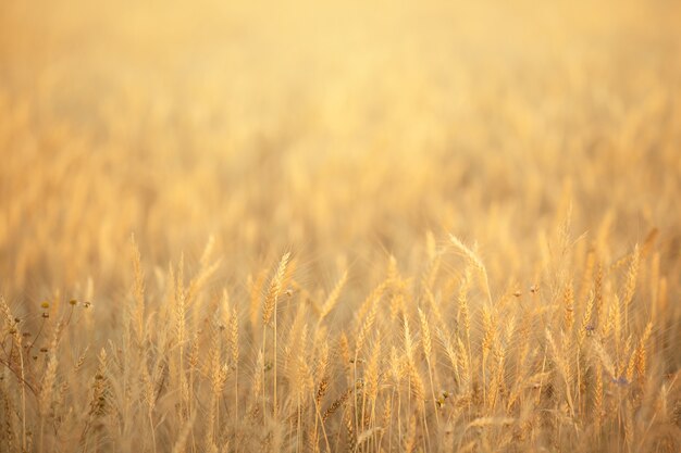 campo de verano con espigas amarillas de trigo maduro al atardecer