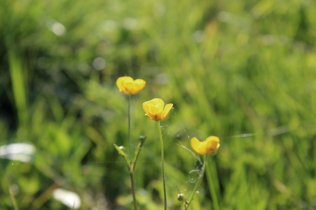 Campo de verano con hierba y flores de fondo parcialmente enfocado y borroso