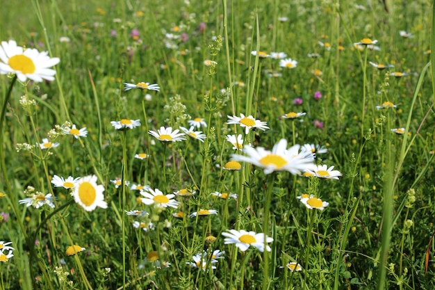 Campo de verano con hierba y flores de fondo parcialmente enfocado y borroso