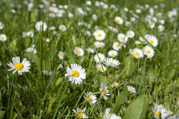 Campo de verano con hierba y flores pequeñas margaritas enfoque artístico parcial y fondo borroso