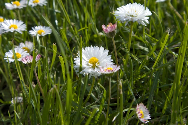 Campo de verano con hierba y flores pequeñas margaritas enfoque artístico parcial y fondo borroso