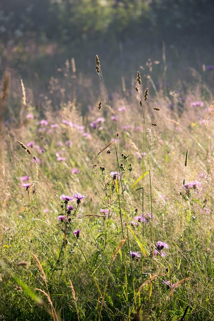 Campo de verano hierba y flores