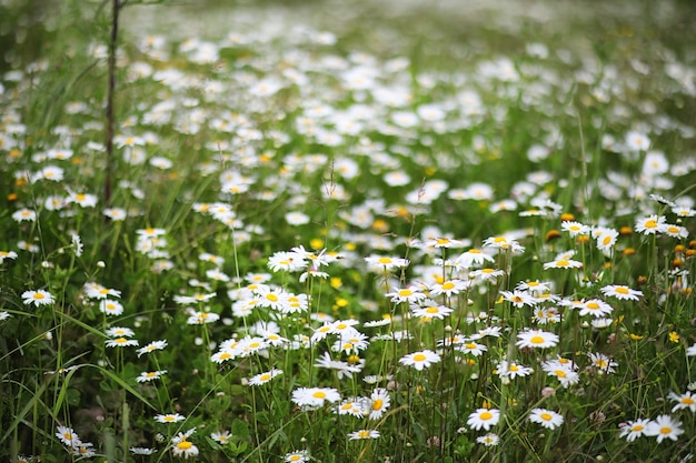 Campo de verano de manzanilla blanca en la naturaleza del campo