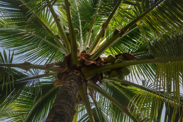 Campo de verano de palma de coco