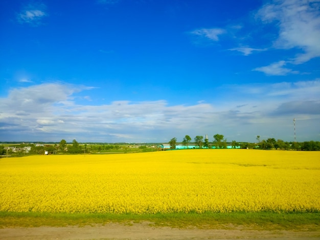 Campo de verano sembrado de flores de colza