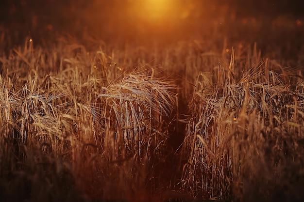 campo de verano de trigo de grano