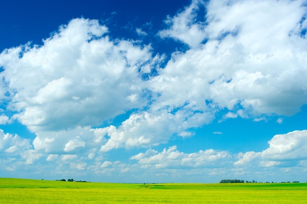 Campo de verano