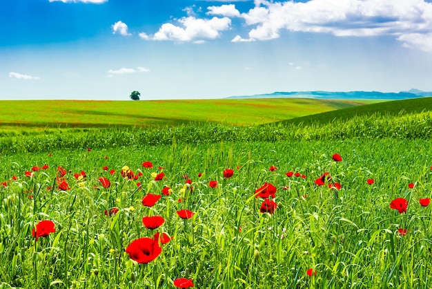 Campo verde con amapolas rojas florecientes