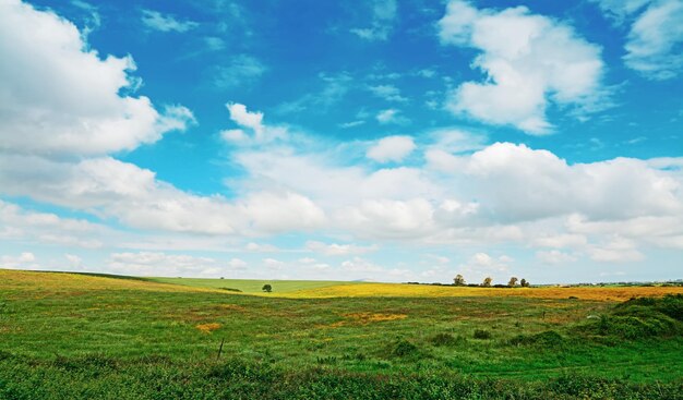 Campo verde y amarillo bajo un cielo nublado