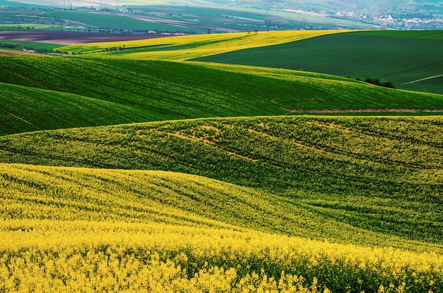 Campo verde amarillo de colza en primavera