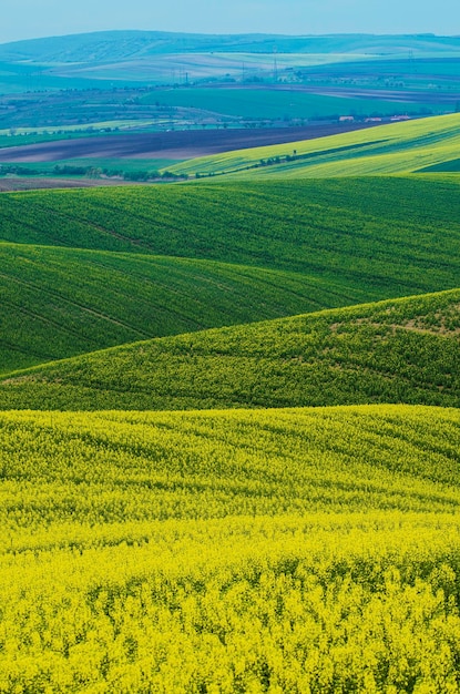 Campo verde amarillo de colza en primavera