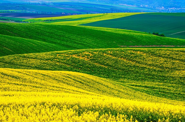 Campo verde amarillo de colza en primavera