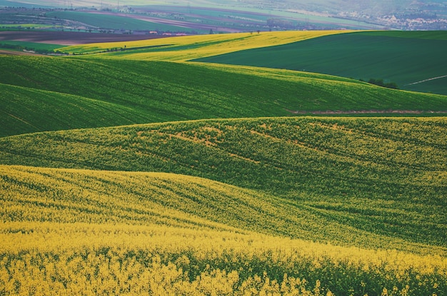 Campo verde amarillo de colza en primavera