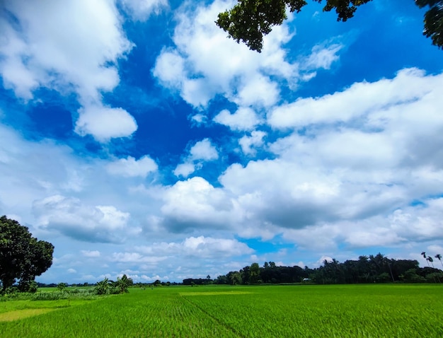 Un campo verde con un árbol en el medio y un cielo azul con nubes