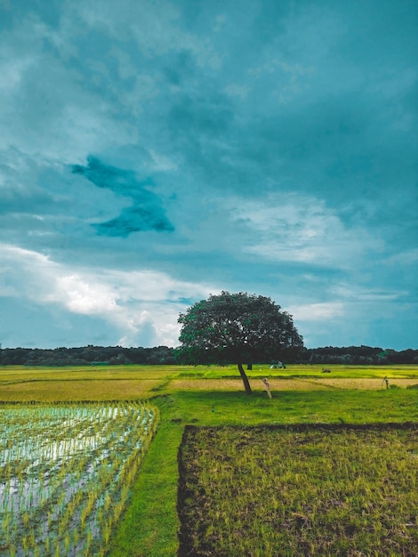 Un campo verde con un árbol en el medio.