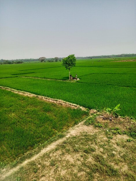 Un campo verde con un árbol en el medio.