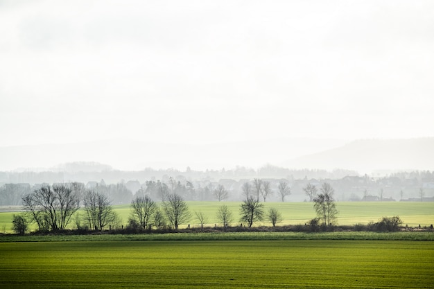 Campo verde con árboles al amanecer, niebla de la mañana