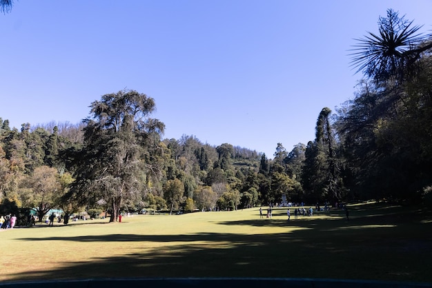 Un campo verde con árboles y un cielo azul.