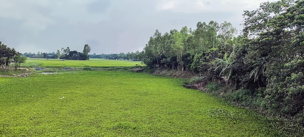 Un campo verde con árboles de lago en el fondo.