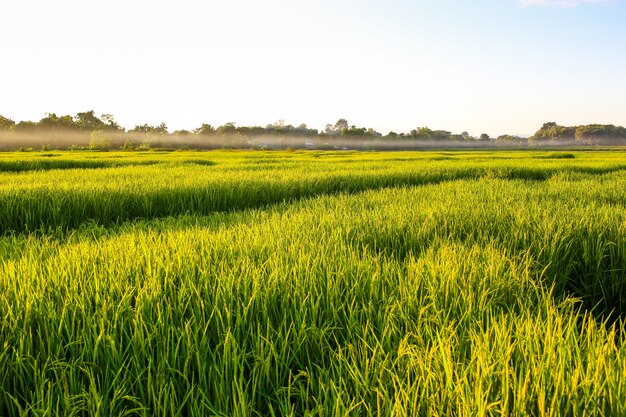 Campo verde del arroz con el cielo azul, fondo natural.