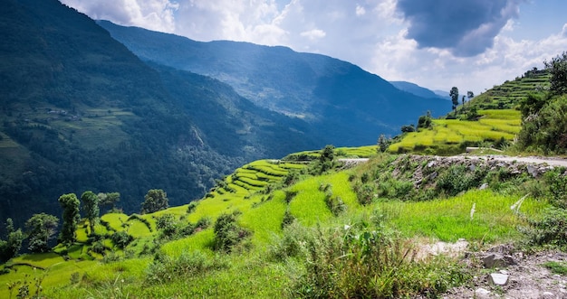 Campo verde de arroz en nepal