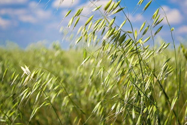 campo verde de avena en un día soleado de verano