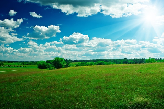 Campo verde con belleza cielo azul y sol.