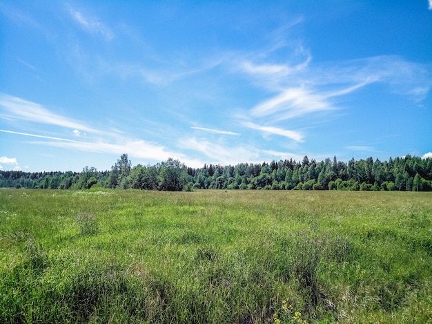 Campo verde con bosque en el horizonte y cielo azul con nubes