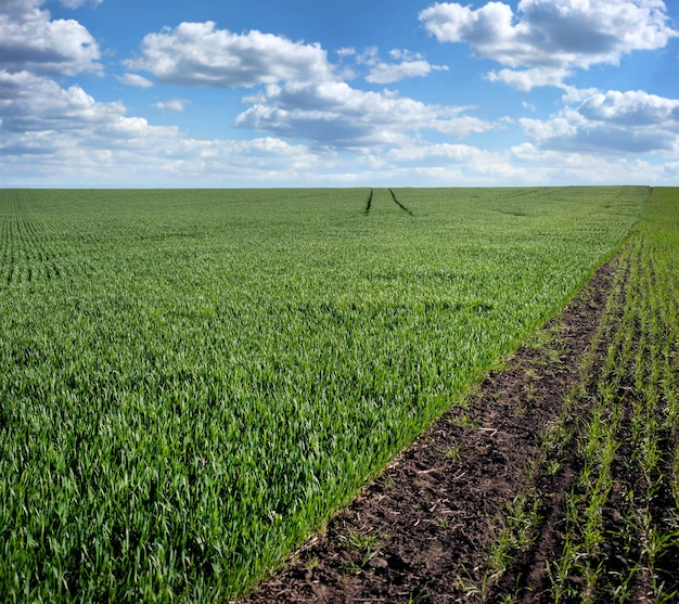 El campo verde brota del cielo de trigo de invierno con nubes en el horizonte a principios de la primavera