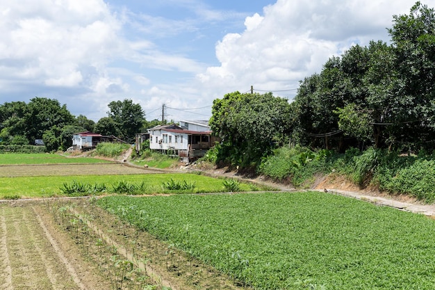 Campo verde en campo