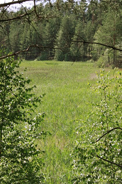 Campo verde cerca del bosque