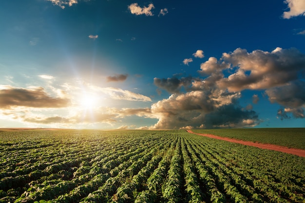 Foto campo verde, céu azul e sol.