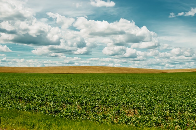 Campo verde, céu azul, nuvens brancas.