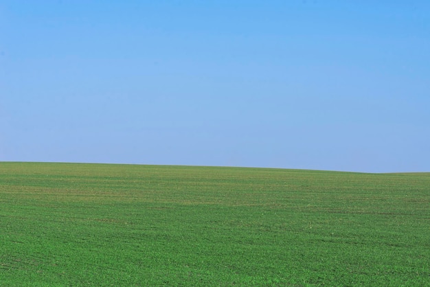 Campo verde con cielo azul como fondo