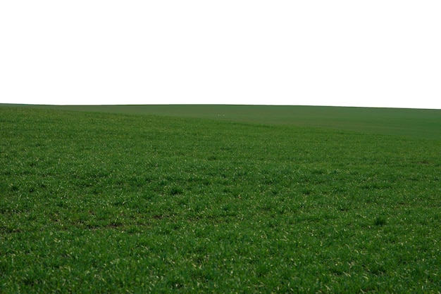 Foto campo verde con cielo azul como fondo