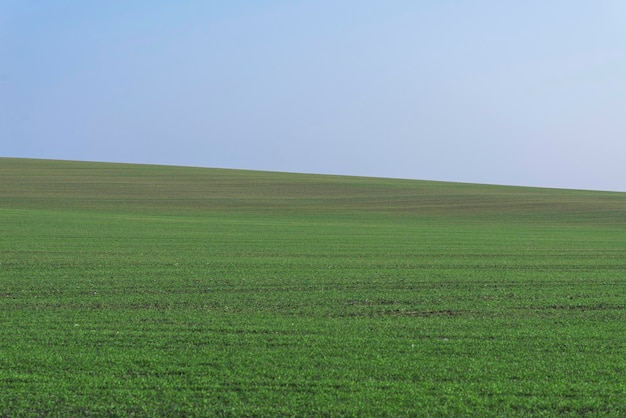 Campo verde con cielo azul como fondo