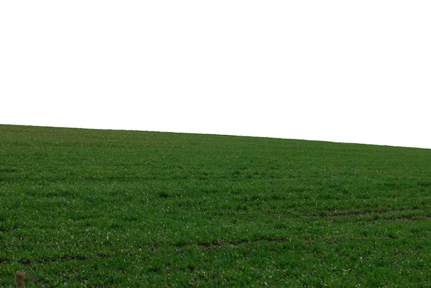 Campo verde con cielo azul como fondo