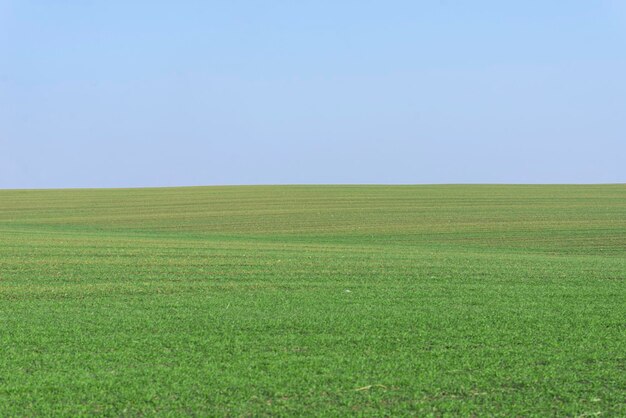 Campo verde con cielo azul como fondo