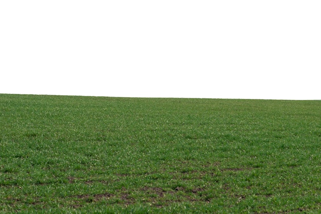 Campo verde con cielo azul como fondo