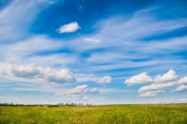 Campo verde y cielo azul. Hermoso paisaje primaveral